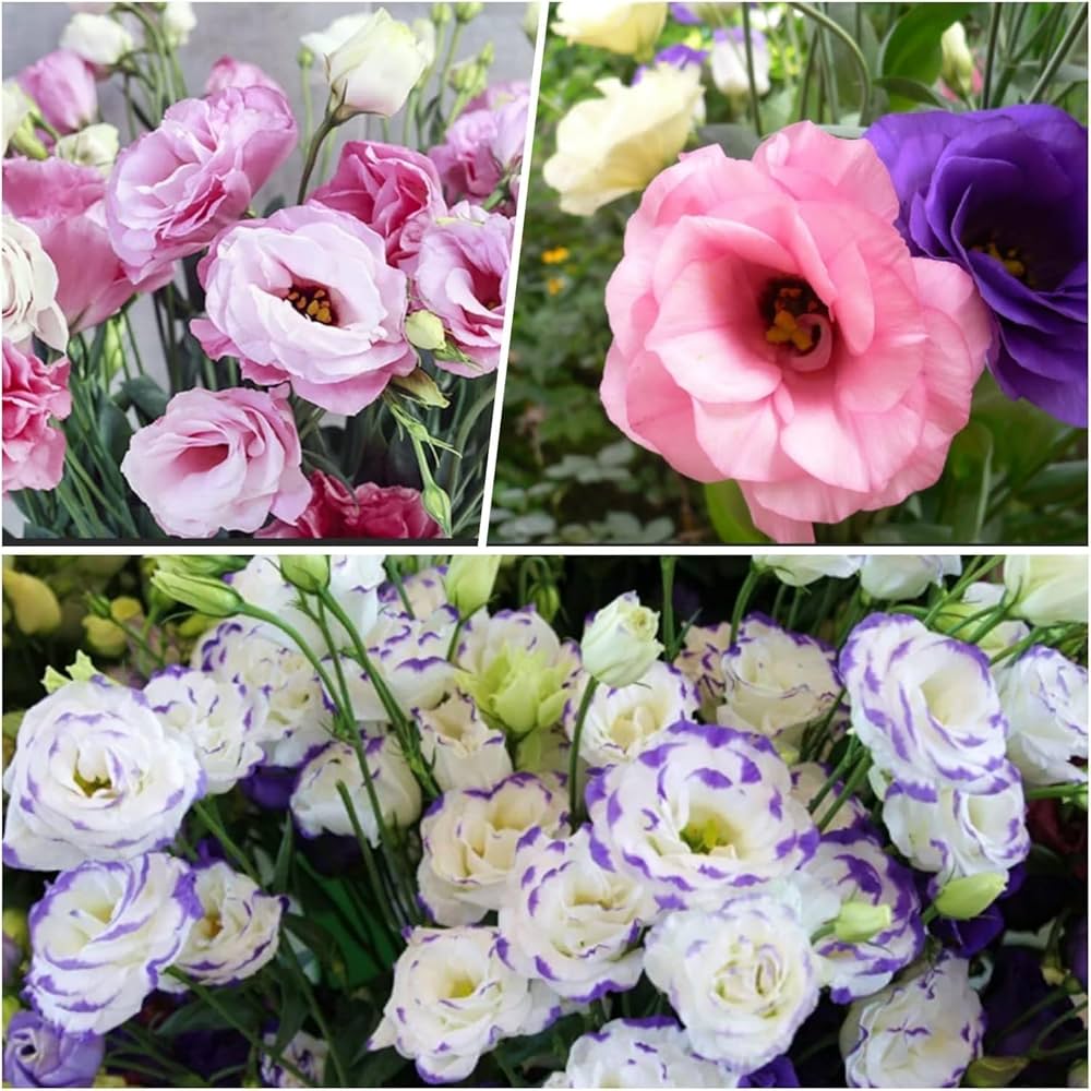 Eustoma Grandiflorum Lisianthus Flower - for planting in home garden